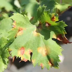 Grünes Weinblatt mit braunen Flecken, Anzeichen von falschem Mehltau.