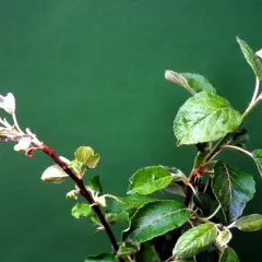 Ein junger Apfelbaumzweig mit Anzeichen von Mehltau. Die Blätter sind weißlich befallen und verkrüppelt.