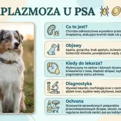 Pies z anaplazmozą: objawy, diagnostyka i ochrona przed chorobami odkleszczowymi.