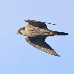 En pilgrimsfalk i Sverige svävar majestätiskt mot en klarblå himmel, dess vingar utbredda i en imponerande flykt.