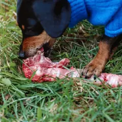 Czy pies może jeść zepsute mięso? Sprawdź zagrożenia i konieczne działania