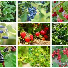 Krzewy owocowe łatwe w uprawie: białe porzeczki, borówki, maliny, jagody kamczackie, truskawki, aronia, jeżyny, agrest, czerwone porzeczki.