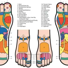 Mappa punti agopuntura piede: ogni zona riflette un organo o parte del corpo, utile per il benessere.