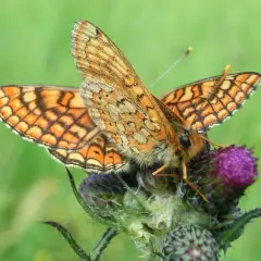 Zwei goldene Scheckenfalter ruhen auf einer Distelblüte. Ihre Flügel zeigen ein faszinierendes Muster aus Orange und Schwarz.