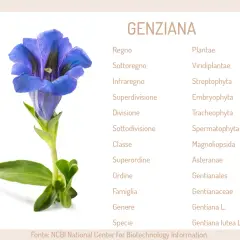 Fiore di genziana blu con classificazione botanica. Informazioni sulla genziana e le sue potenziali controindicazioni.