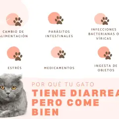 Un gato con diarrea puede morir si no se trata. La imagen muestra causas como cambio de dieta, parásitos, infecciones, estrés, medicamentos o ingesta de objetos.
