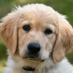 Uroczy szczeniak golden retriever z bujnymi, złotymi włosami, patrzący w obiektyw.
