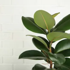 Ein grüner Gummibaum mit glänzenden Blättern vor einer weißen Ziegelwand. Tipps zur Gummibaum Pflege für gesunde Pflanzen.