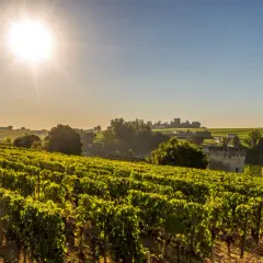 Sonnenbeschienene Weinberge in Bordeaux, ideal für eine exzellente bordeaux cuvée.