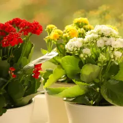 Trzy doniczki z kwitnącymi kalanchoe: czerwone, żółte i białe. Idealny kwiat na parapetówkę, dodający koloru i życia.
