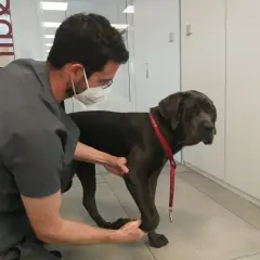 Veterinario examina a un perro grande de color oscuro que cojea de una pata delantera.