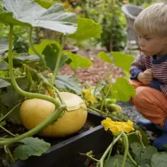 En pojke i orange byxor och randig tröja tittar nyfiket på en gul pumpa som växer i en pallkrage. Det är spännande att odla pumpa!
