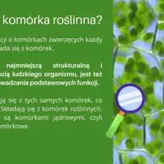 Jak wygląda komórka roślinna? Odkryj jej niezwykłą budowę i funkcje