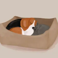 Pies i kot śpią razem w legowisku. Dowód na to, jak pogodzić psa z kotem.