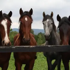 Cztery konie, w tym gniady z białą strzałką i siwy, stoją za drewnianym płotem. To idealne miejsce, by poznać wybieg dla koni przepisy.