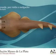 Un pez guitarra, también llamado pez violín, nada en aguas azules. Su cuerpo aplanado y alas anchas recuerdan a un instrumento musical.