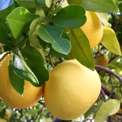 Kiedy jest sezon na grejpfruty i jak wybrać najlepsze owoce?