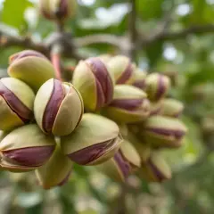 Gdzie rosną pistacje? Odkryj sekrety uprawy i pochodzenia!