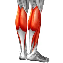 Anatomía de los gemelos de la pierna, mostrando los músculos en rojo vibrante y los tendones en blanco.