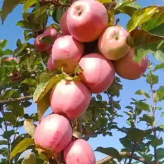 Grappe de pommes roses mûres sur un pommier, promesse d'une belle récolte. La durée de vie d'un pommier est longue, offrant des fruits année après année.