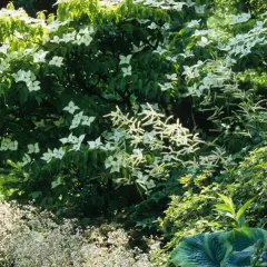 Ein üppiger Garten mit einem blühenden japanischen Hartriegel im Zentrum. Daneben wachsen zarte weiße Blütenstände und große, grüne Blätter.