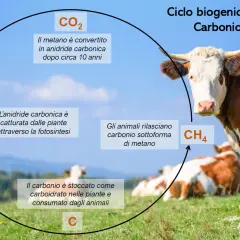 Ciclo del carbonio: le mucche rilasciano metano (CH4), contribuendo alle emissioni CO2 degli allevamenti. Le piante assorbono CO2.