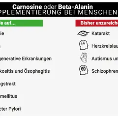 Übersicht zur Beta-Alanin Wirkung: Vorteile bei Sarkopenie, Kognition, etc. und unzureichende Evidenz bei Katarakt, Herzkreislauf, etc.