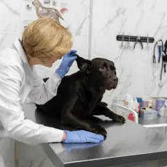 Weterynarz w białym fartuchu bada ucho ciemnobrązowego psa na stole w gabinecie.