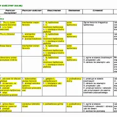 Powięzie kończyny dolnej: mięsień biodrowo-lędźwiowy (m. iliopsoas) zgina w stawie biodrowym, przywodzi udo i obraca je na zewnątrz.
