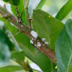 Ramo spinoso di una pianta infestato da cocciniglia cotonosa, con foglie verdi sullo sfondo.