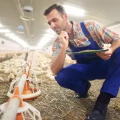 Zootechnik w kombinezonie pochyla się nad pisklętami, notując coś na tablicy.