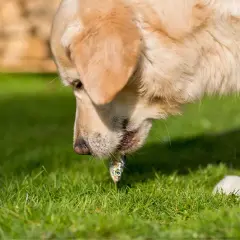 Un perro dorado prueba un pequeño pez. Los perros pueden comer merluza, y este parece disfrutarlo.