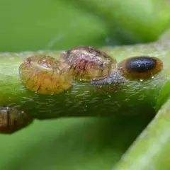 Plusieurs cochenilles à carapace, un fléau pour les plantes, sont visibles sur une tige verte. Un traitement naturel est souvent nécessaire pour s'en débarrasser.