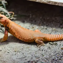 Un lagarto de cola espinosa naranja descansa sobre arena y grava, con plantas verdes al fondo.