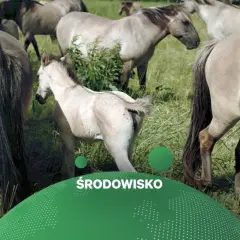Stado koników polskich pasących się na łące. W centrum młody źrebak.