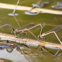 Drei Libellenlarven auf einem Ast im Wasser. Die Bestimmung der Libellenlarven ist faszinierend.