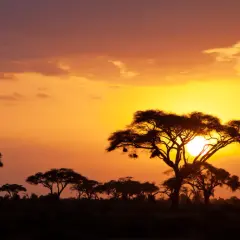 Zachód słońca nad sawanną. Drzewa akacji w Kenii, idealne miejsce na safari. Kiedy najlepiej lecieć do Kenii na safari?
