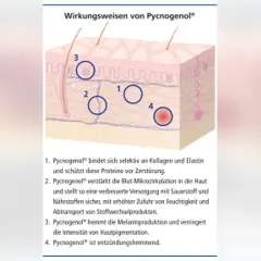 Schema zeigt Pycnogenol Wirkung bei Hautkrankheiten: schützt Kollagen, verbessert Mikrozirkulation, hemmt Pigmentierung, wirkt entzündungshemmend.