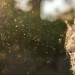 Partículas del aire flotan en la luz dorada, cerca de una masa algodonosa.