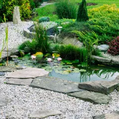 Un étang privé avec des nénuphars roses et des plantes aquatiques, entouré de gravier et de pierres. La réglementation pour une mare privée est importante pour l'écosystème.