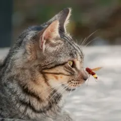 Eine Katze von Wespe gestochen, die sich der Nase nähert.