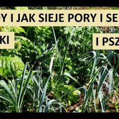 Kiedy siać por i seler, aby uniknąć błędów w uprawie?