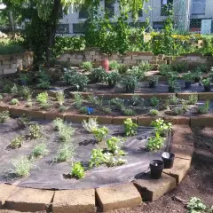 Giardino a terrazze con erbe aromatiche appena piantate. Un esempio di come disporre le erbe aromatiche in giardino per un effetto scenografico e funzionale.