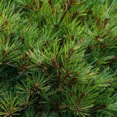 Gęste, zielone pędy sosny, idealne do zbioru na wiosnę.