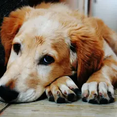 Un cachorro golden retriever descansa, con la cabeza apoyada en sus patas. Es importante saber que un perro puede morir de un ataque epiléptico.