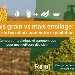 Comparaison visuelle entre un épi de maïs grain et du maïs ensilage, pour aider à choisir la meilleure option pour votre exploitation.