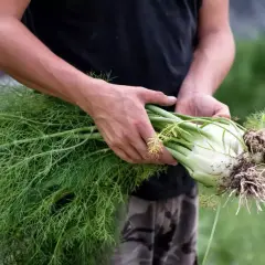 Ręce trzymają świeżo wykopany koper włoski z korzeniami i zielonymi liśćmi. Nasiona kopru włoskiego są gotowe do zbioru.