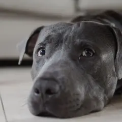 Perro con mirada triste, quizás sufriendo de enfermedad de Addison.