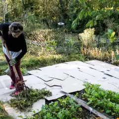 Frau arbeitet im Garten und legt Pappe aus, um Unkraut zu unterdrücken.