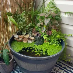 Ein kleiner Teich mit üppiger grüner Bepflanzung und einem Mini-Wasserfall.